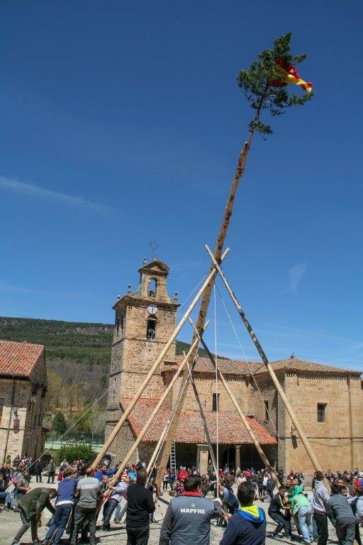 IMG_6585 Pingada del Mayo en Molinos de Duero 2017. Foto Angel Leiva