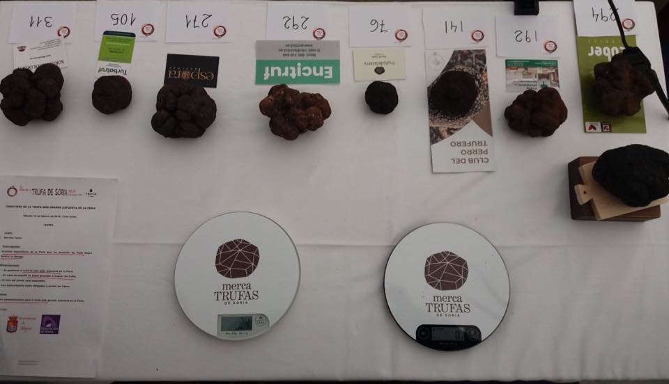 TRUFA ABEJAR 4