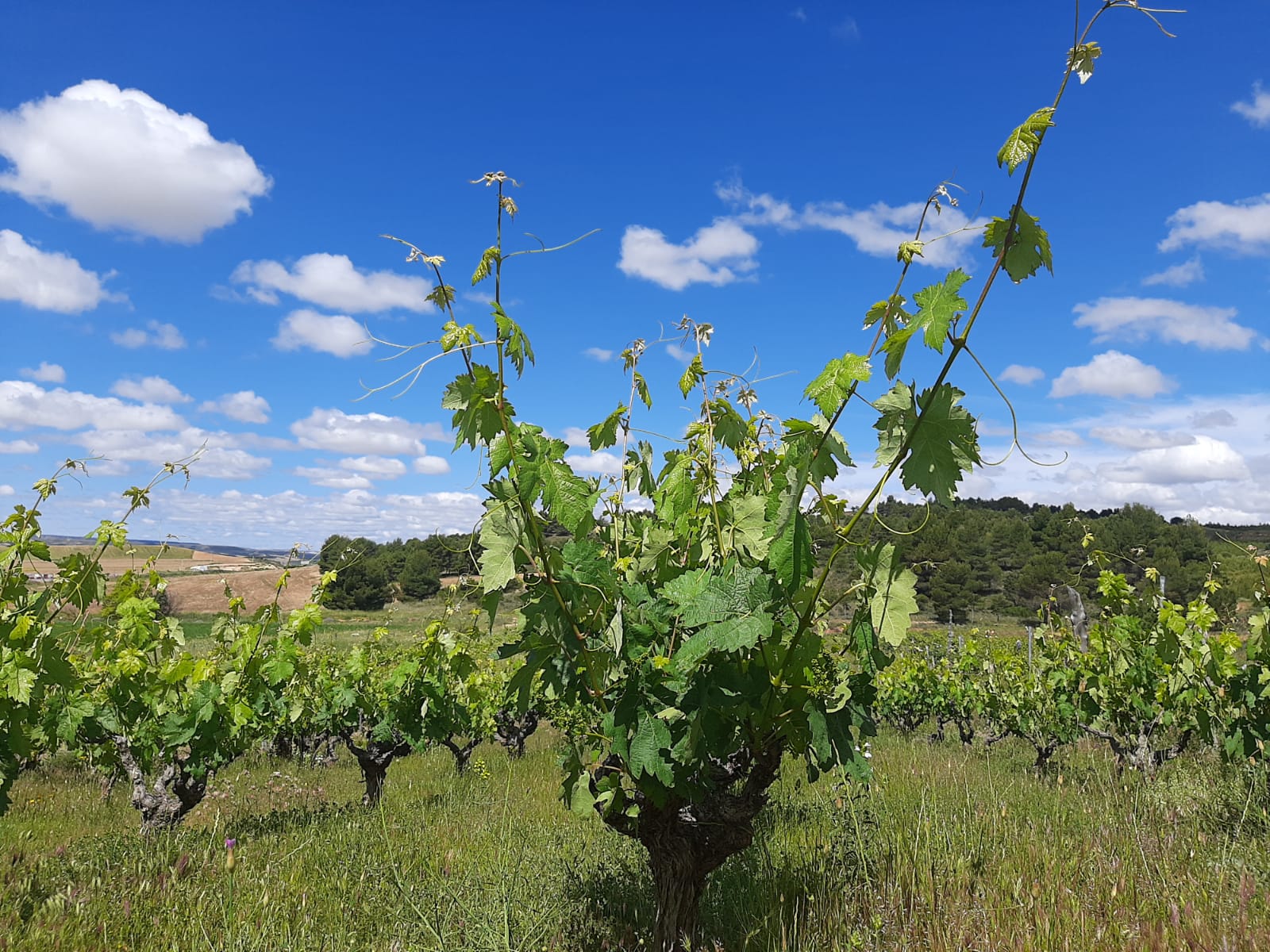 Viñas de Lunas de Castromoro