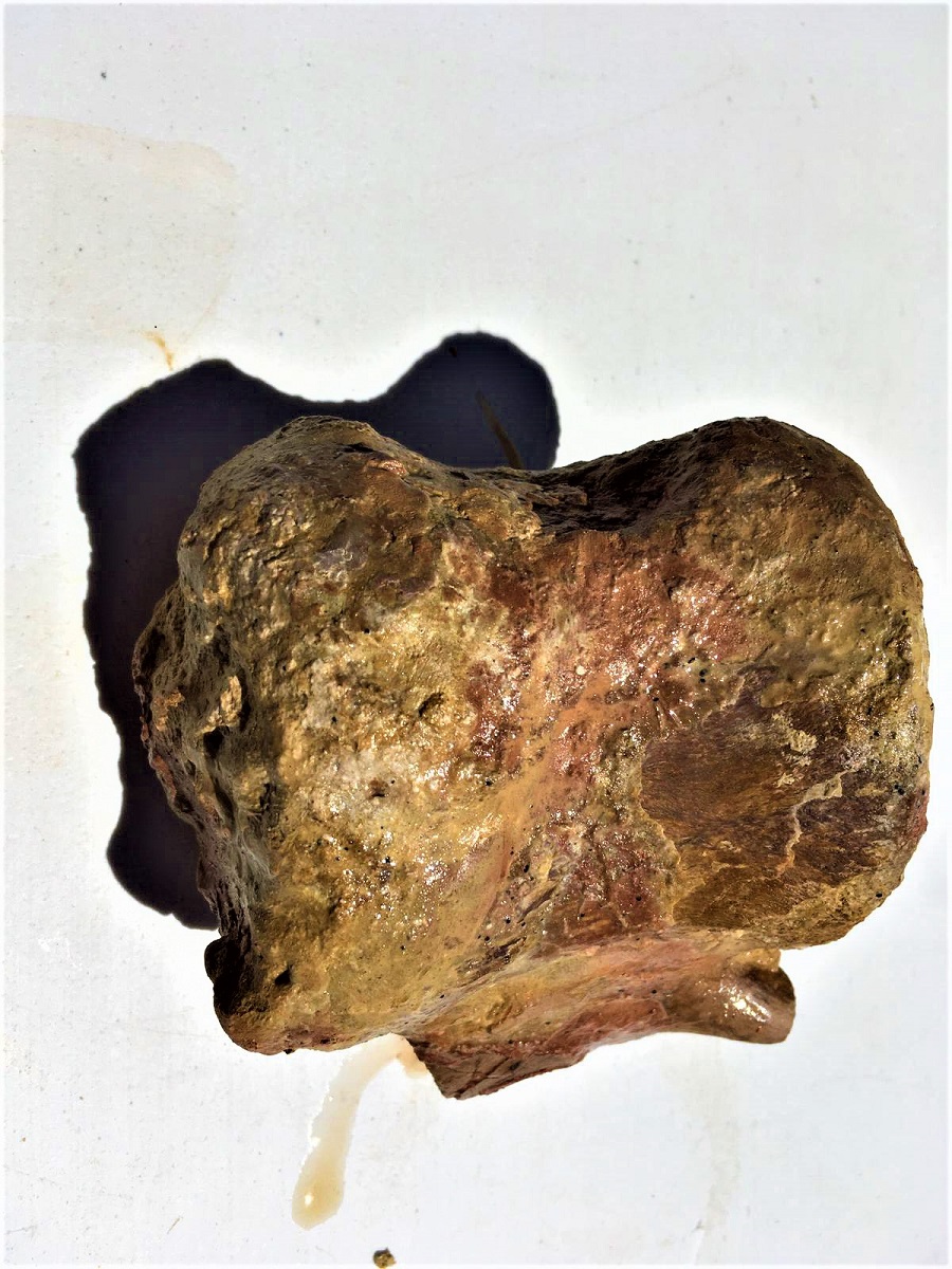 Primera vértebra encontrada