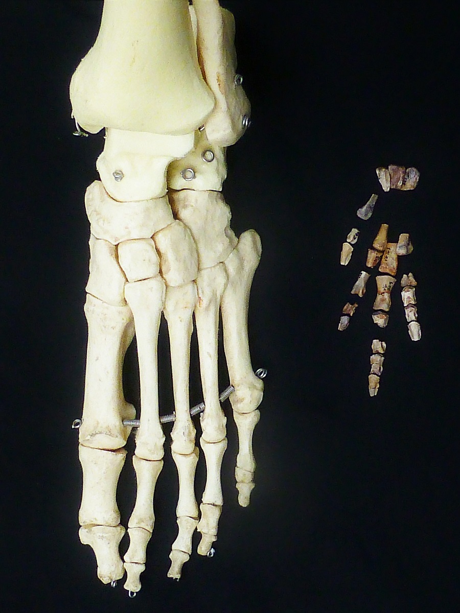 comparación pie humano y pie dino Vegagete