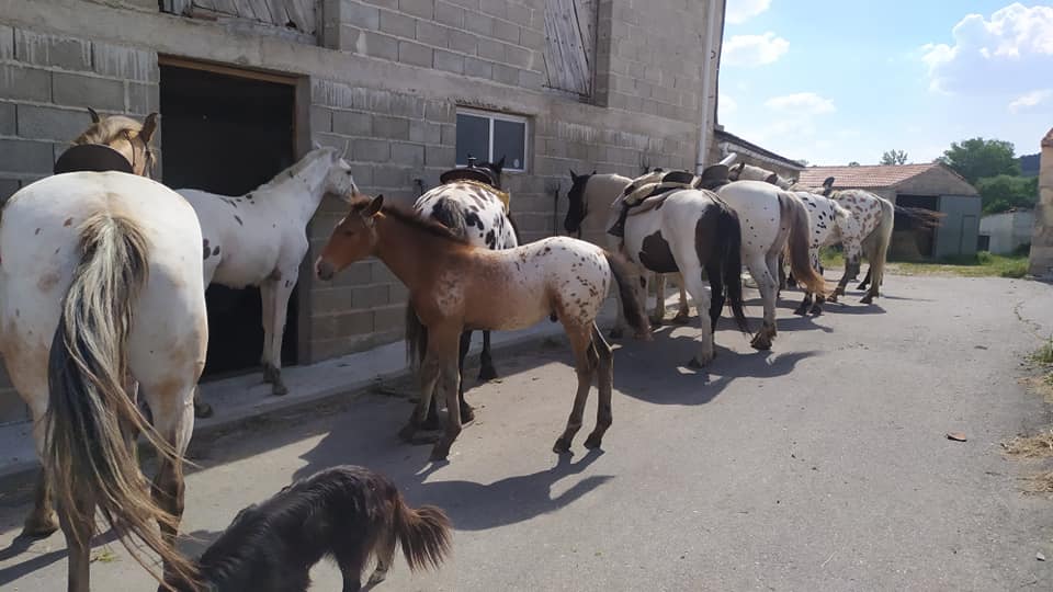 LOS CABALLOS TRANQUILOS