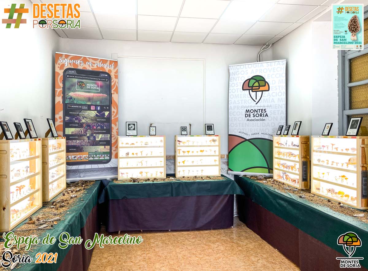 De-setas-por-Soria-Espeja-de-San-Marcelino-2021-009