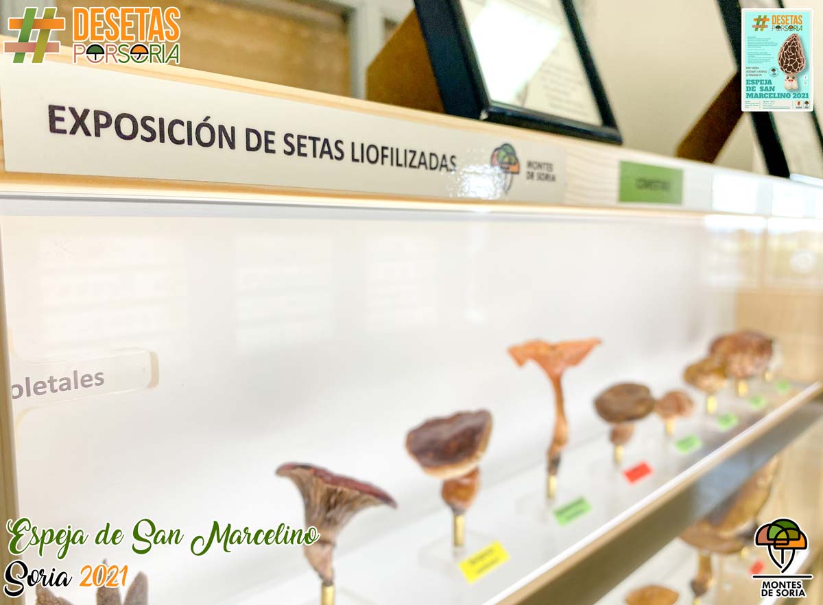 De-setas-por-Soria-Espeja-de-San-Marcelino-2021-017