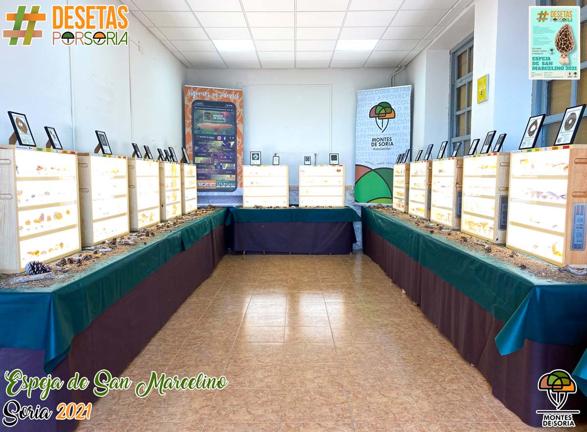 De-setas-por-Soria-Espeja-de-San-Marcelino-2021-021