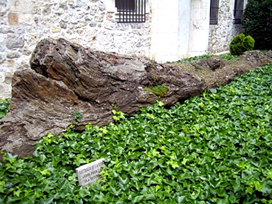 Árbol fósil de Castrillo de la Reina ubicado en el jardín del Museo de Burgos