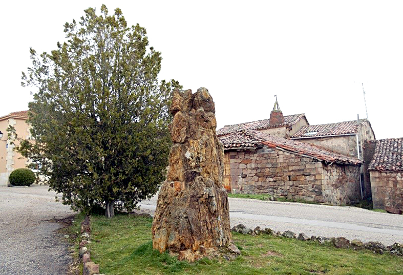 El primer árbol fósil de Vallejo la Zarza.