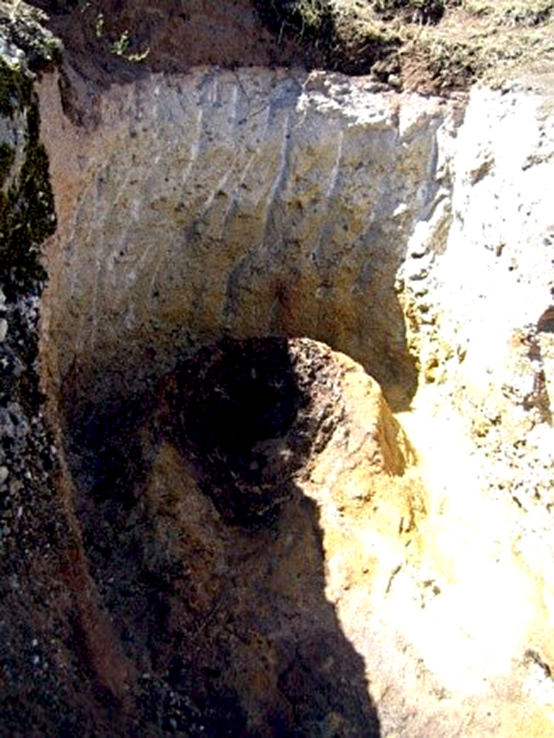 El árbol fósil del Castillo.