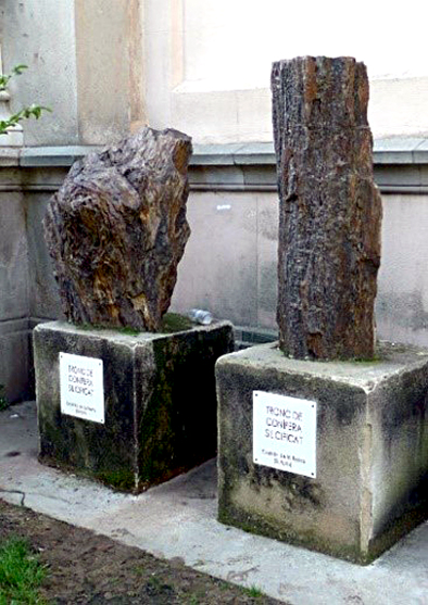 Árboles fósiles de Castrillo de la Reina en el Museo de Geología de Barcelona
