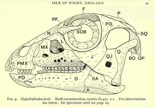 cáneo hipsilofodonte