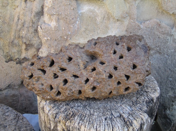 Fósil de cica recogido en Castrillo.