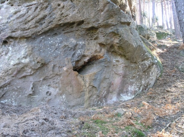 Árbol fósil de Canicosa de la Sierra.