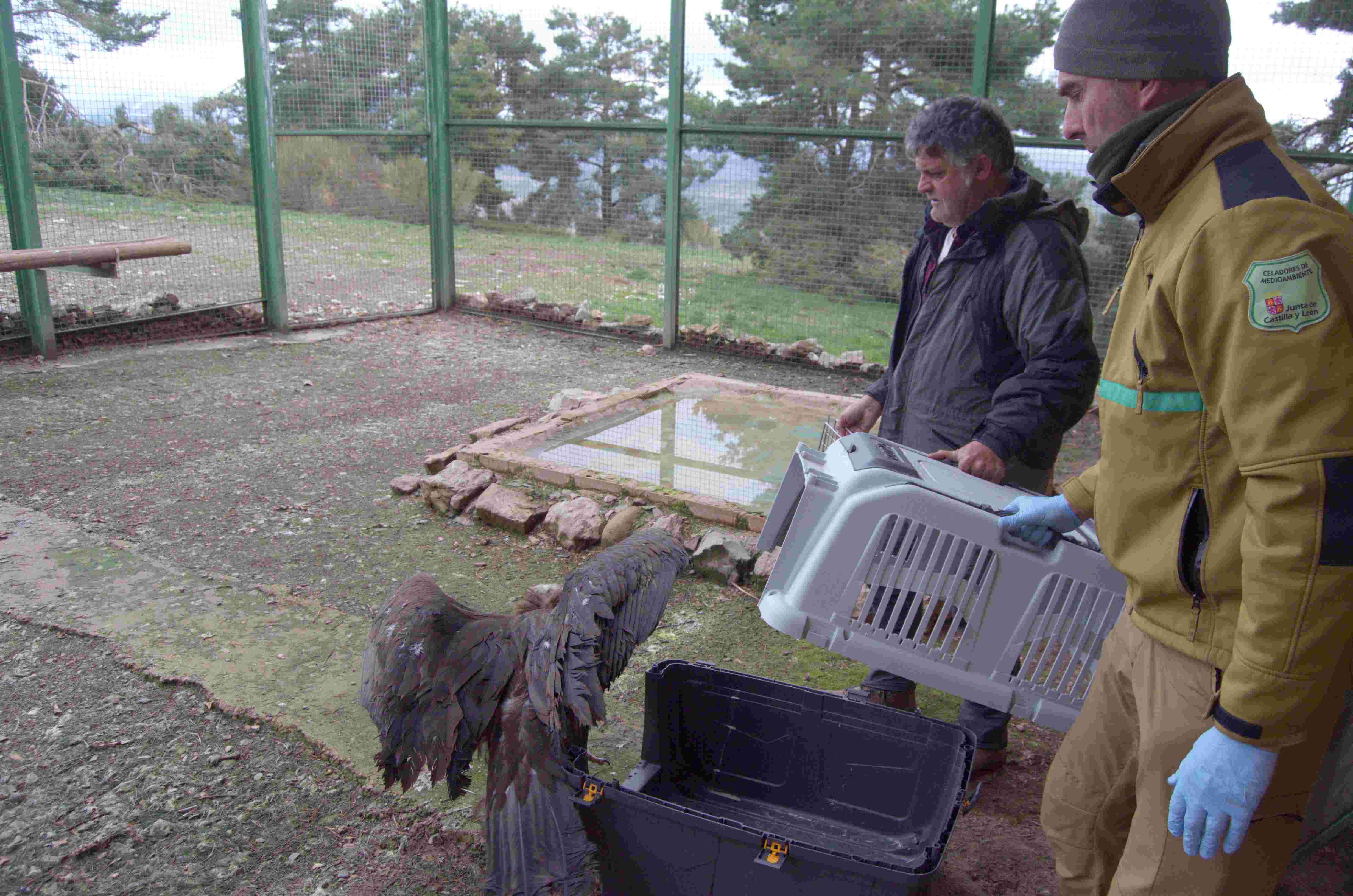Un buitre negro es introducido en el jaulón de aclimatación de la Sierra de la Demanda. Foto: GREFA.