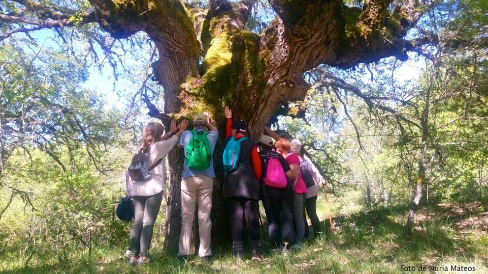 Los baños de bosque de Pinares estarán en la Feria de Ecoturismo de Castilla...