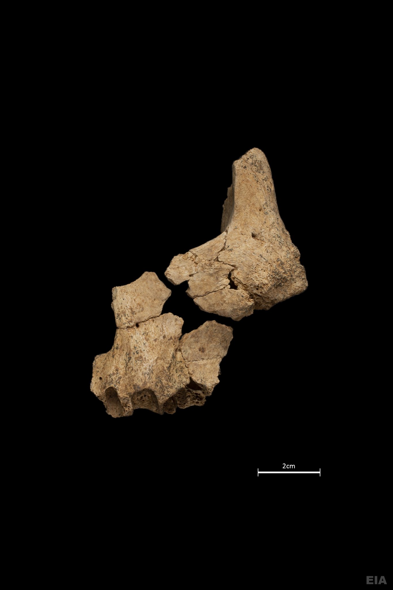 ATAPUERCA 4