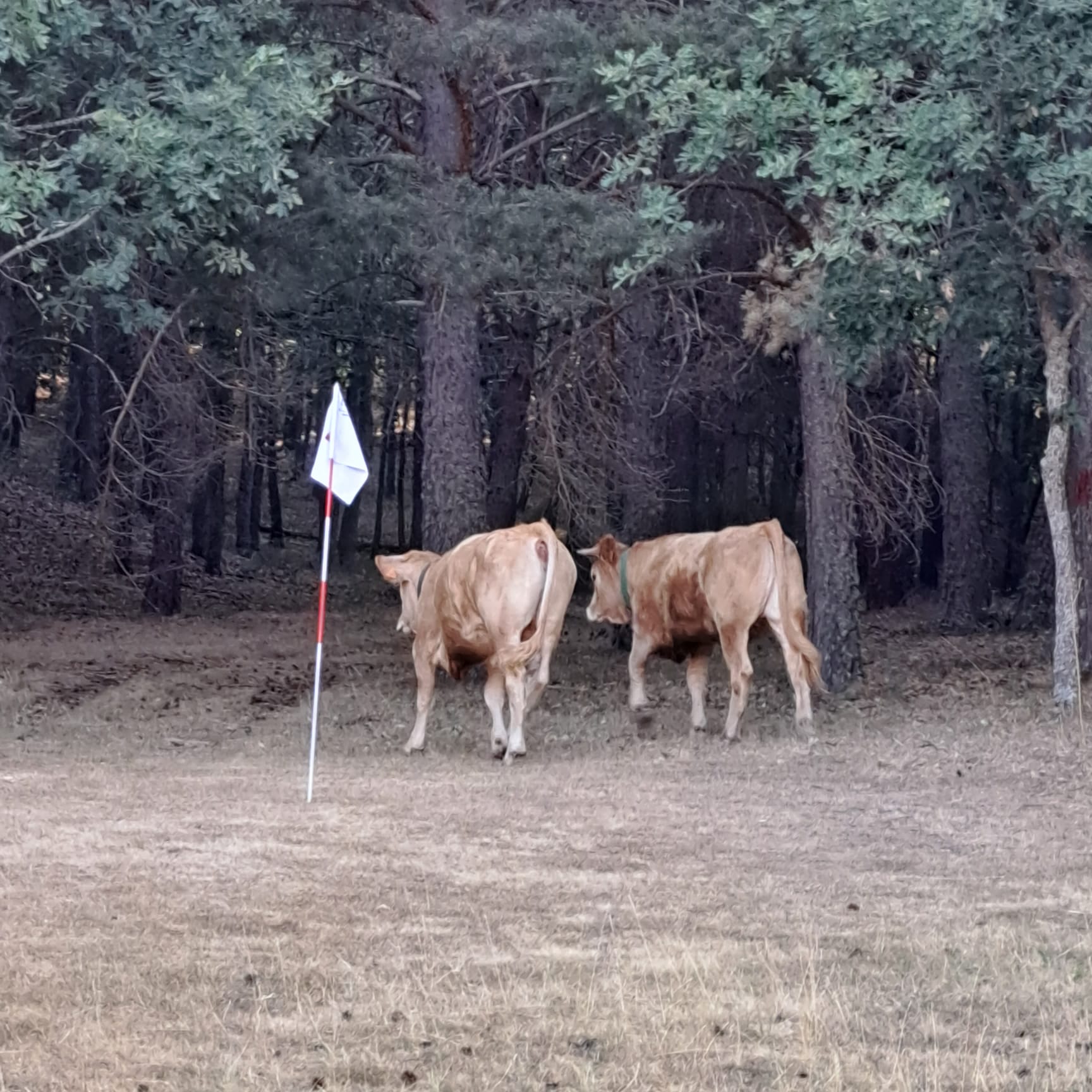 IMG-20220724-WA0026