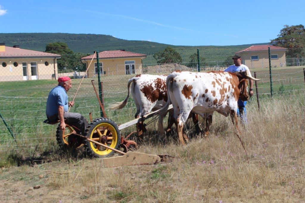 Covaleda acoge la XIX Feria Ganadera en El Lomo el sábado 9 de septiembre