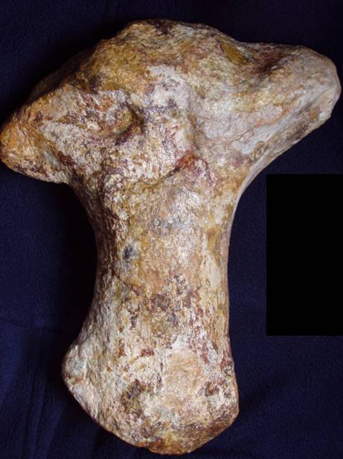 hueso sauropodo aldea