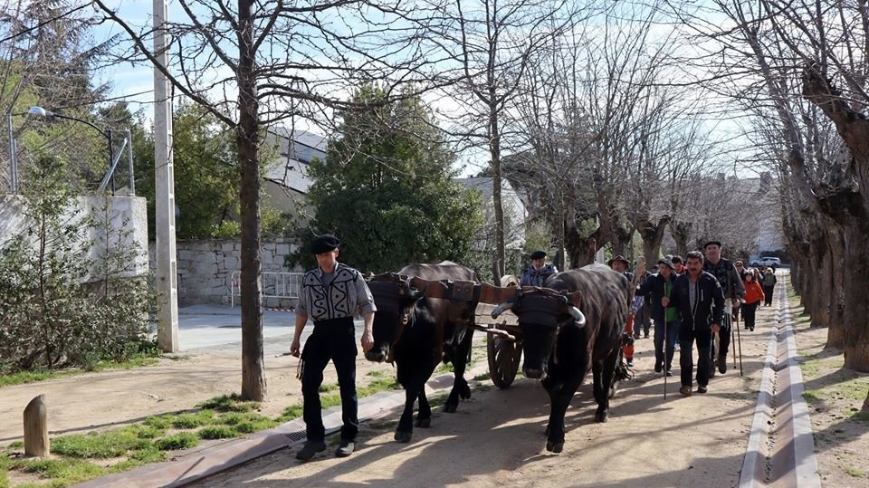 Los carrreteros arrancan en Quintanar la ruta carreteril con el pino-mástil...