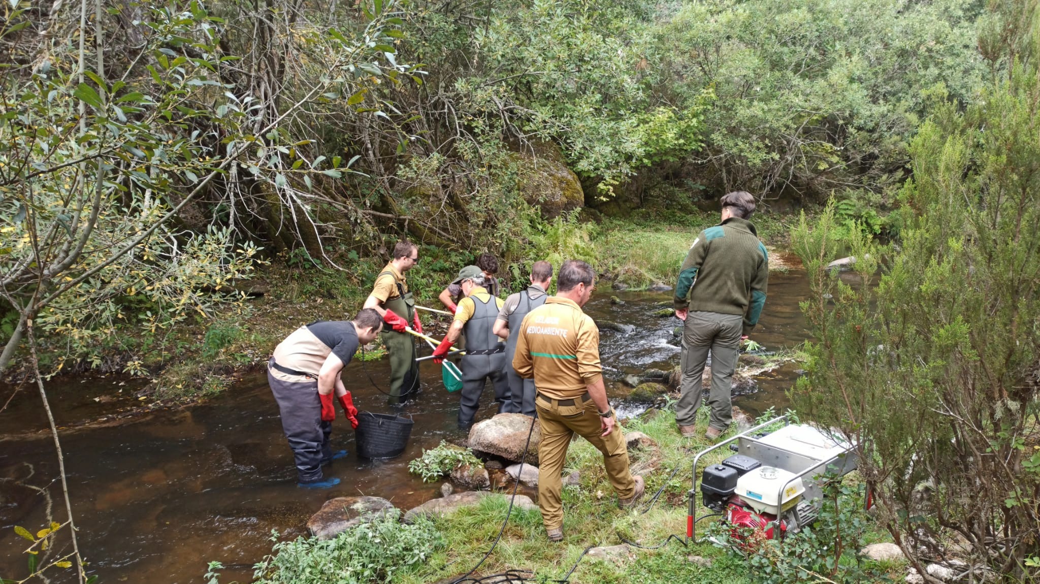 La Asociación de Pesca Pinares colabora para la recuperación de la trucha común en ríos de la comarca