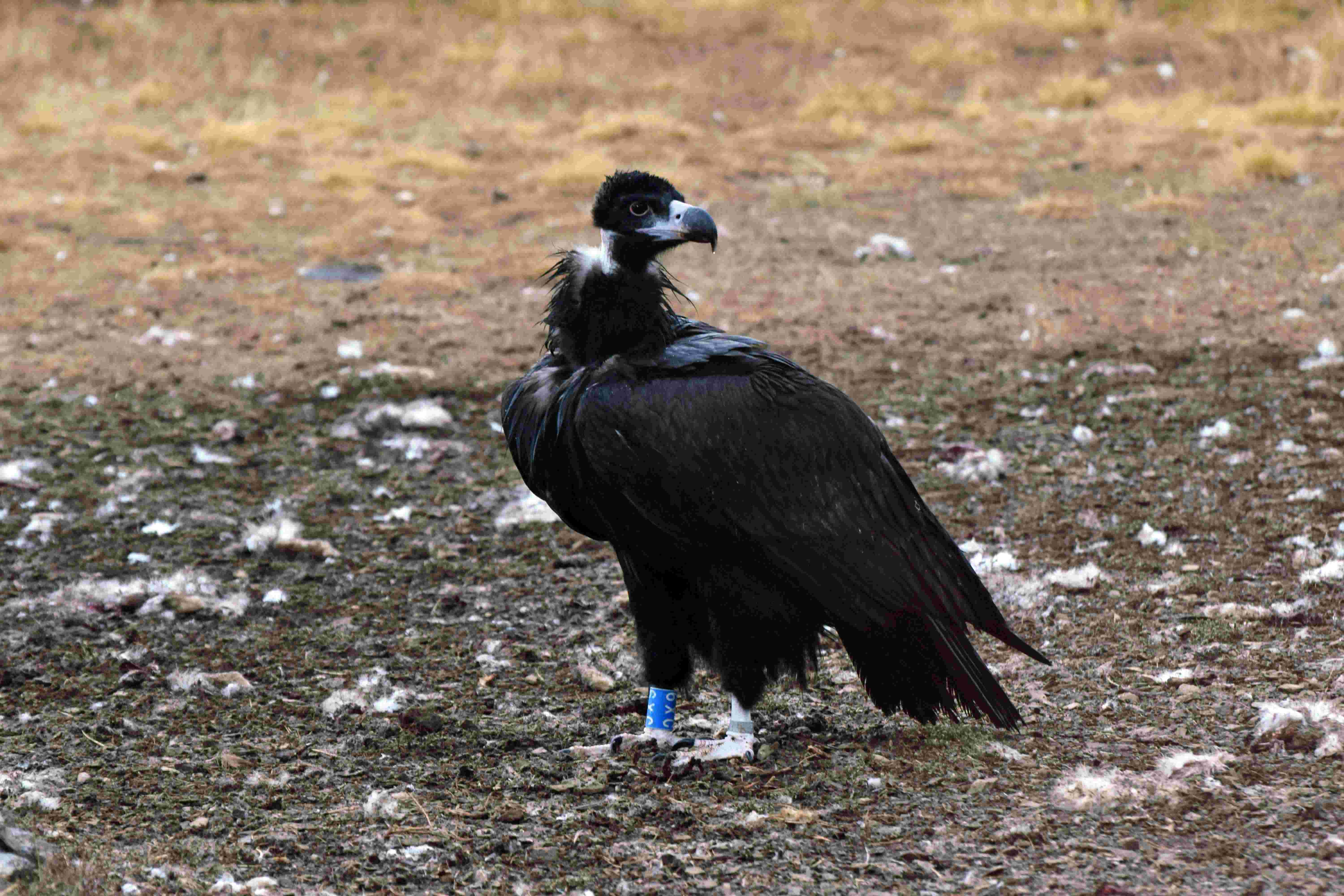 Frodo, primer buitre negro que nace en La Rioja, tras su reciente liberación. Foto: GREFA.