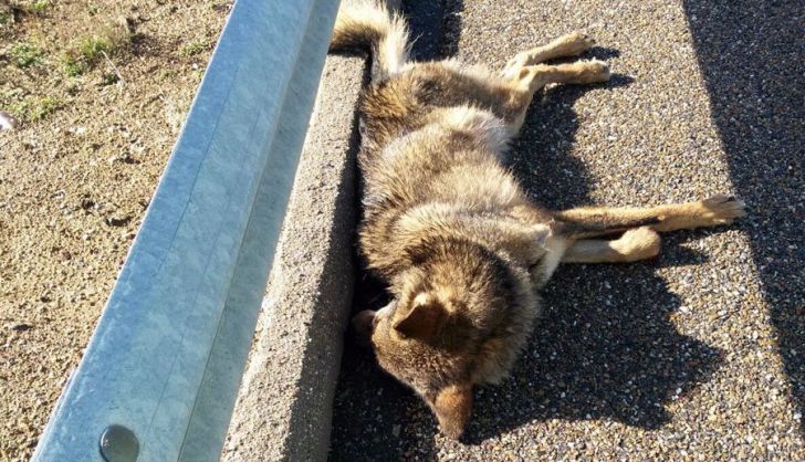 Recogen un ejemplar de lobo ibérico atropellado, presuntamente, en la nacional 234 en Almenar