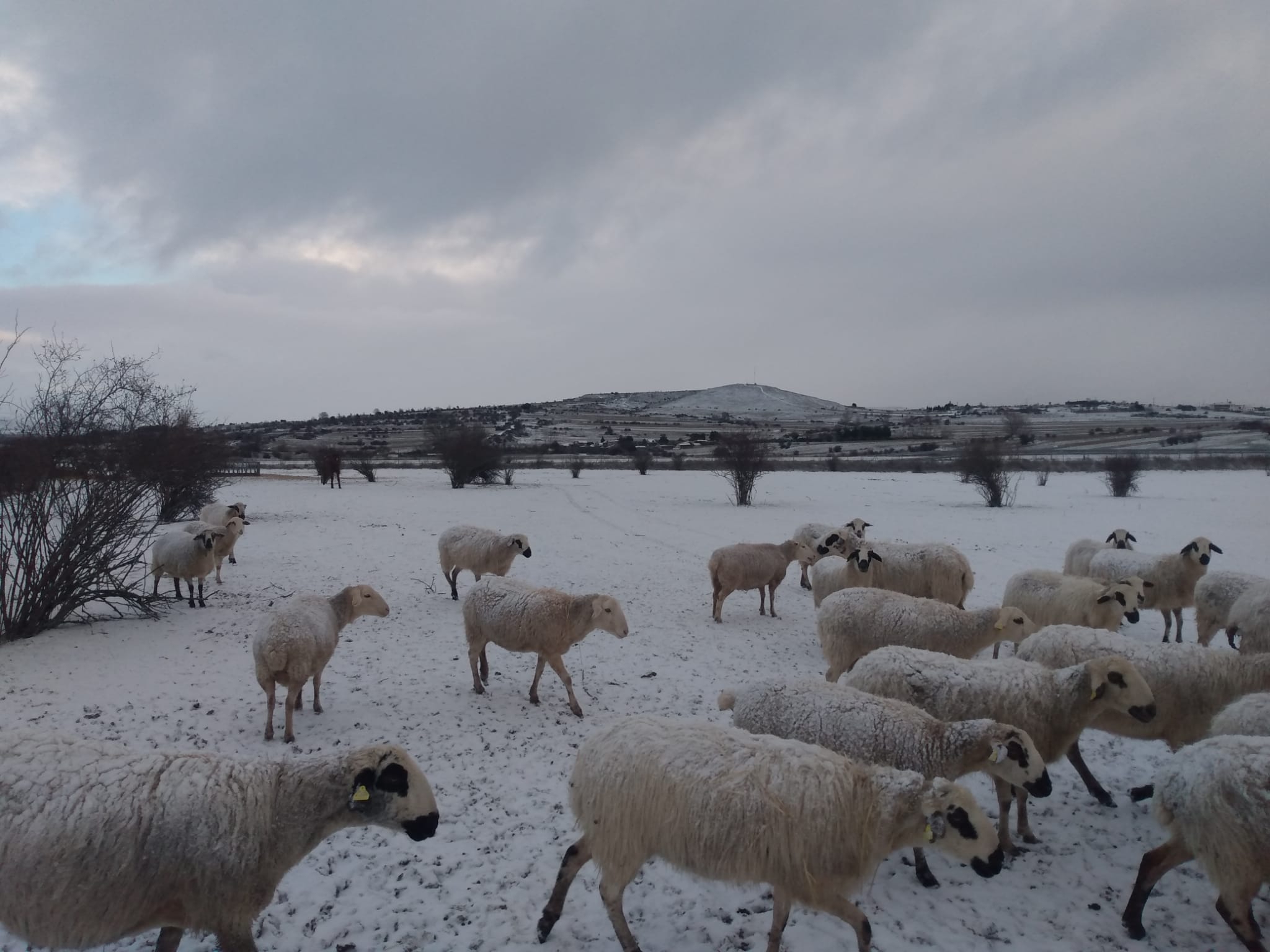 NIEVE EN PINARES (8)