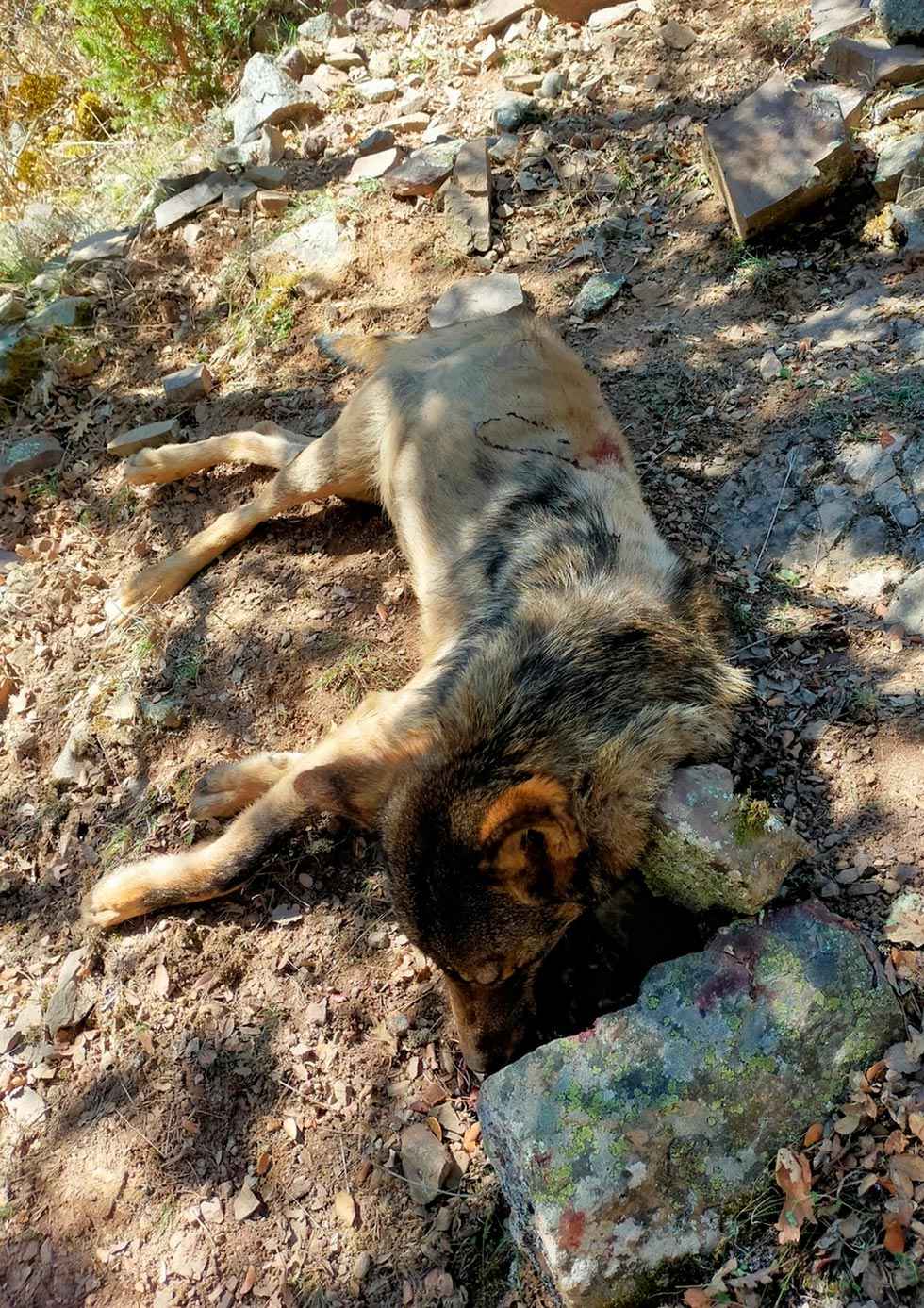 El hallazgo de un lobo muerto en Montenegro por disparo de arma reabre el debate sobre su sacrificio o protección
