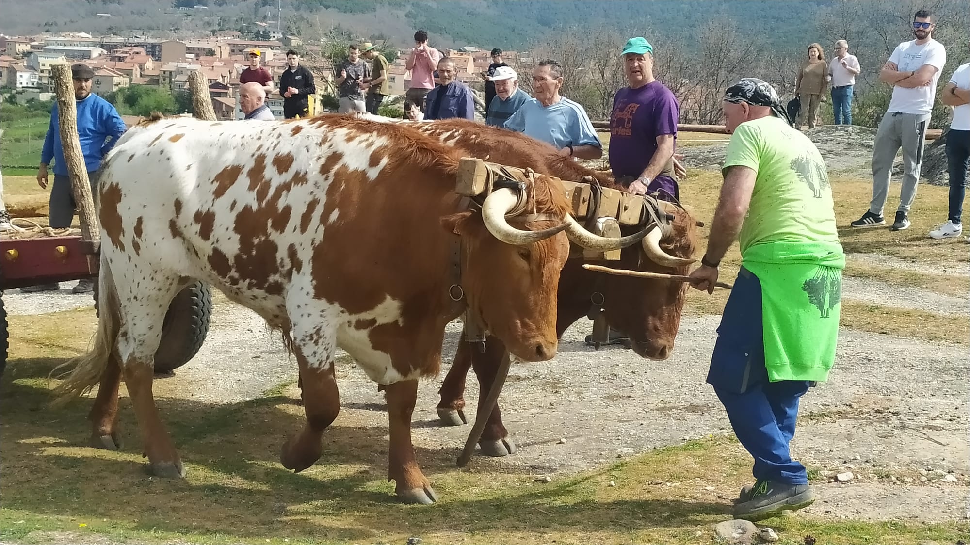 PINGADA COVALEDA (2)