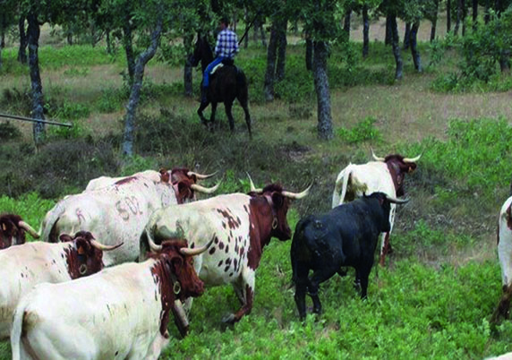 Limitado el movimiento de ganado bovino por riesgo sanitario de la cabaña ganadera