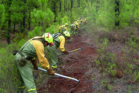 Gestión forestal sostenible: Retos y mejoras, por Salomón Ortega