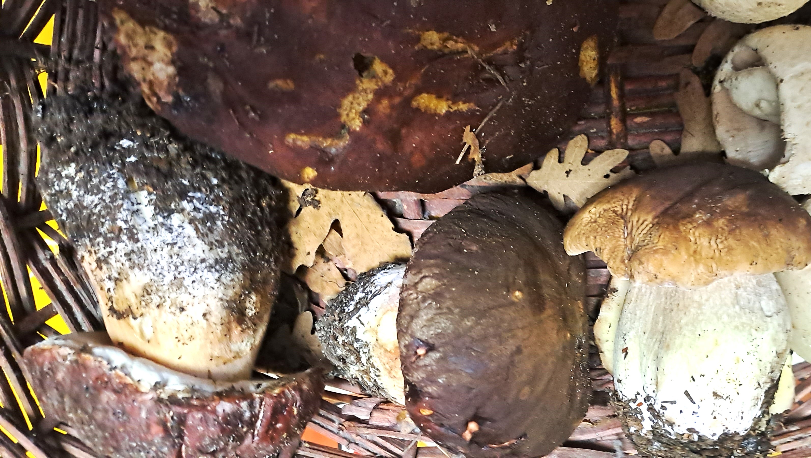 Los primeros boletus asoman en Pinares tras las lluvias de las últimas semanas