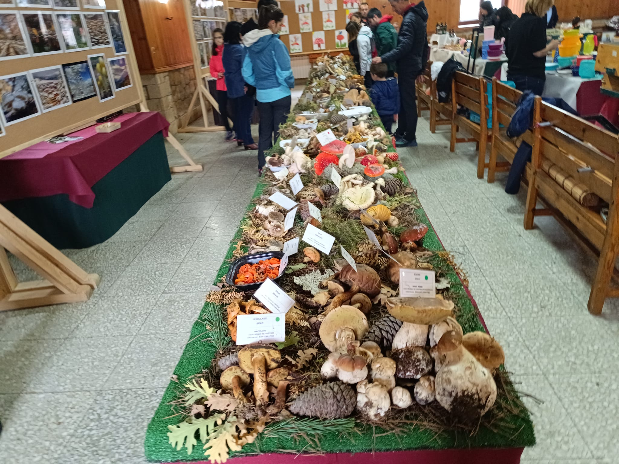 JORNADAS MICOLÓGICAS DE CANICOSA (2)