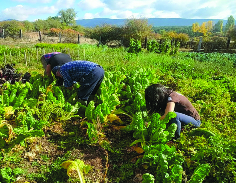 Quintanar acoge una jornada de agroselvicultura con recolección, acarreo, exposición …