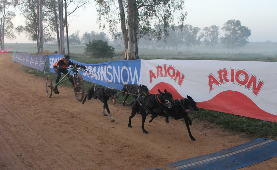 Destacada actuación del Canicross Burgos en la Copa de España Mushing Tierra en Sevilla