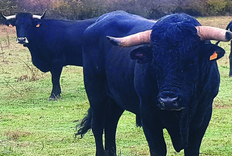 Hontoria se prepara para poner en valor la vaca negra serrana