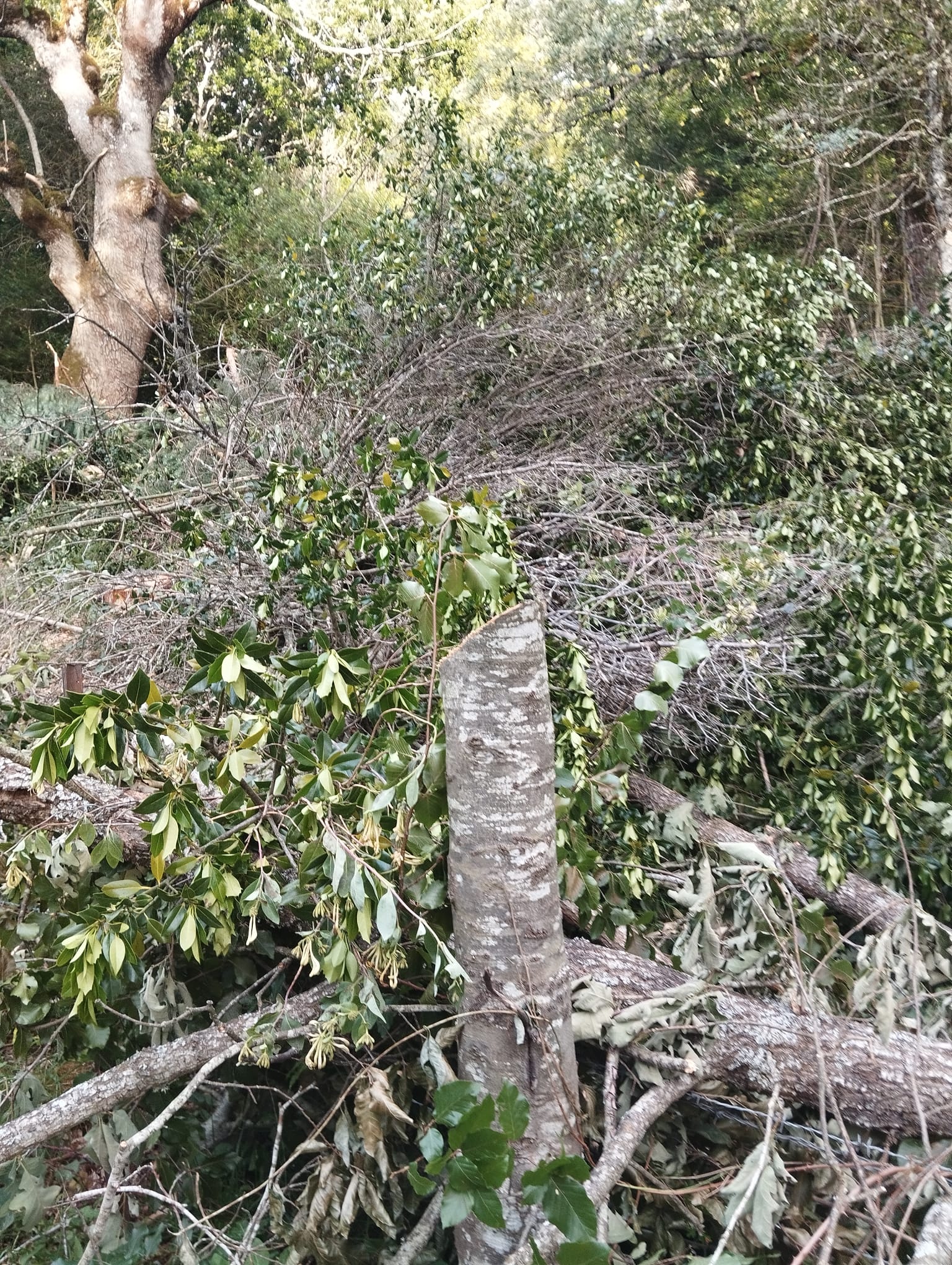 TABLA DE ROBLES EN TOLBAÑOS (3)