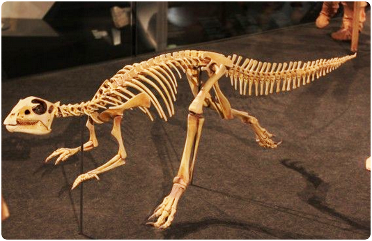 hipsilofodonte esqueleto