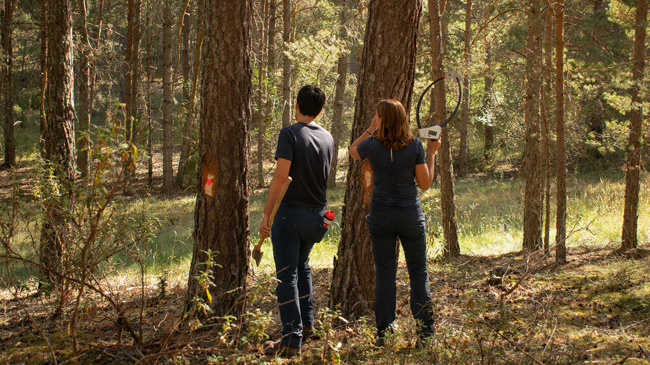senalamiento bosque SLeonardoYagüe