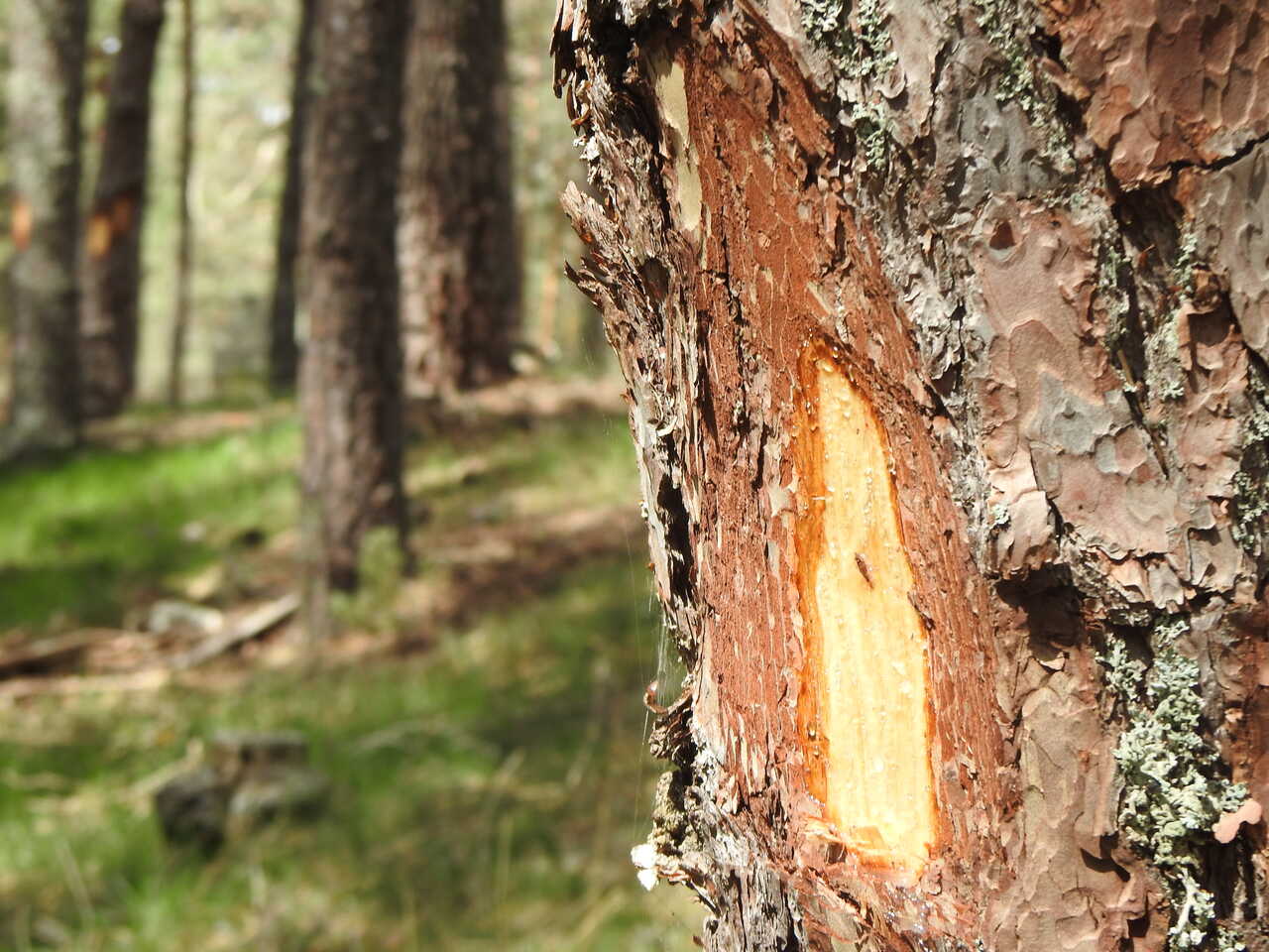 PINOS MARCADOS 2