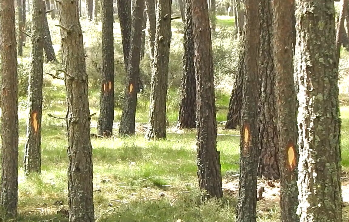 FOTO PINOS 1
