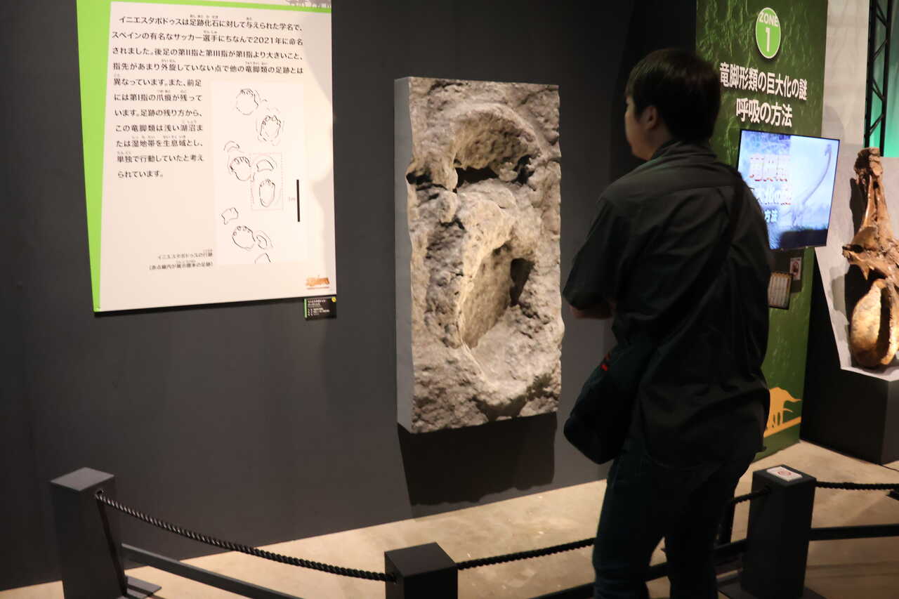 Iniestapodus en Museo Fukui (1)