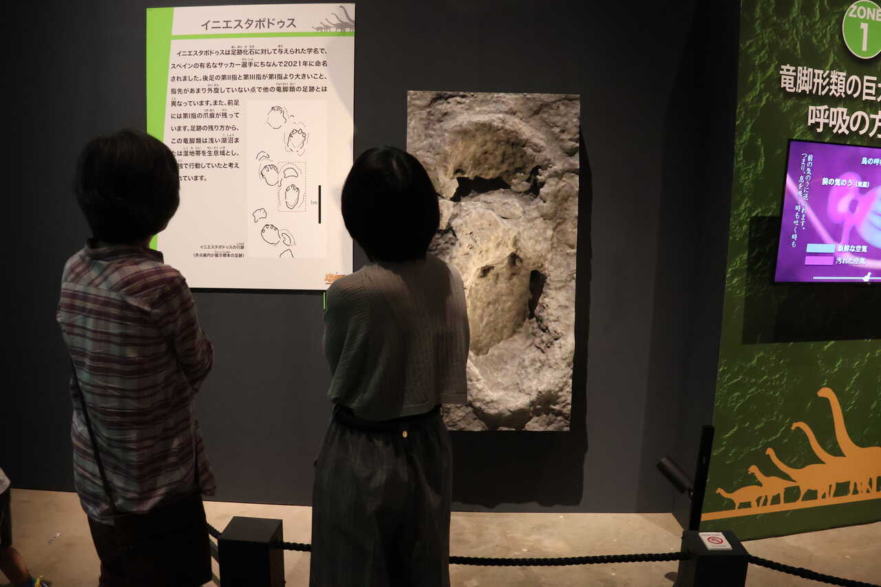 Iniestapodus en Museo Fukui (2)